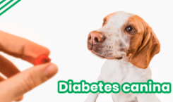 Diabetes canina.